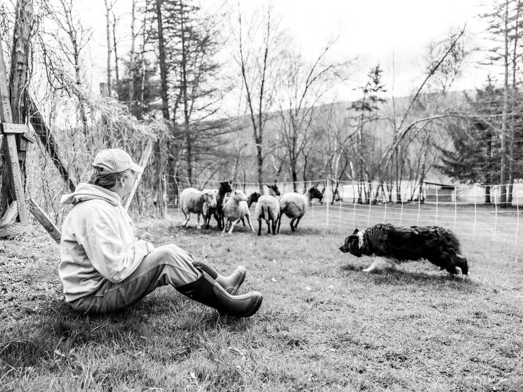 A woman watches a herding dog move a small flock of sheep across a pasture.