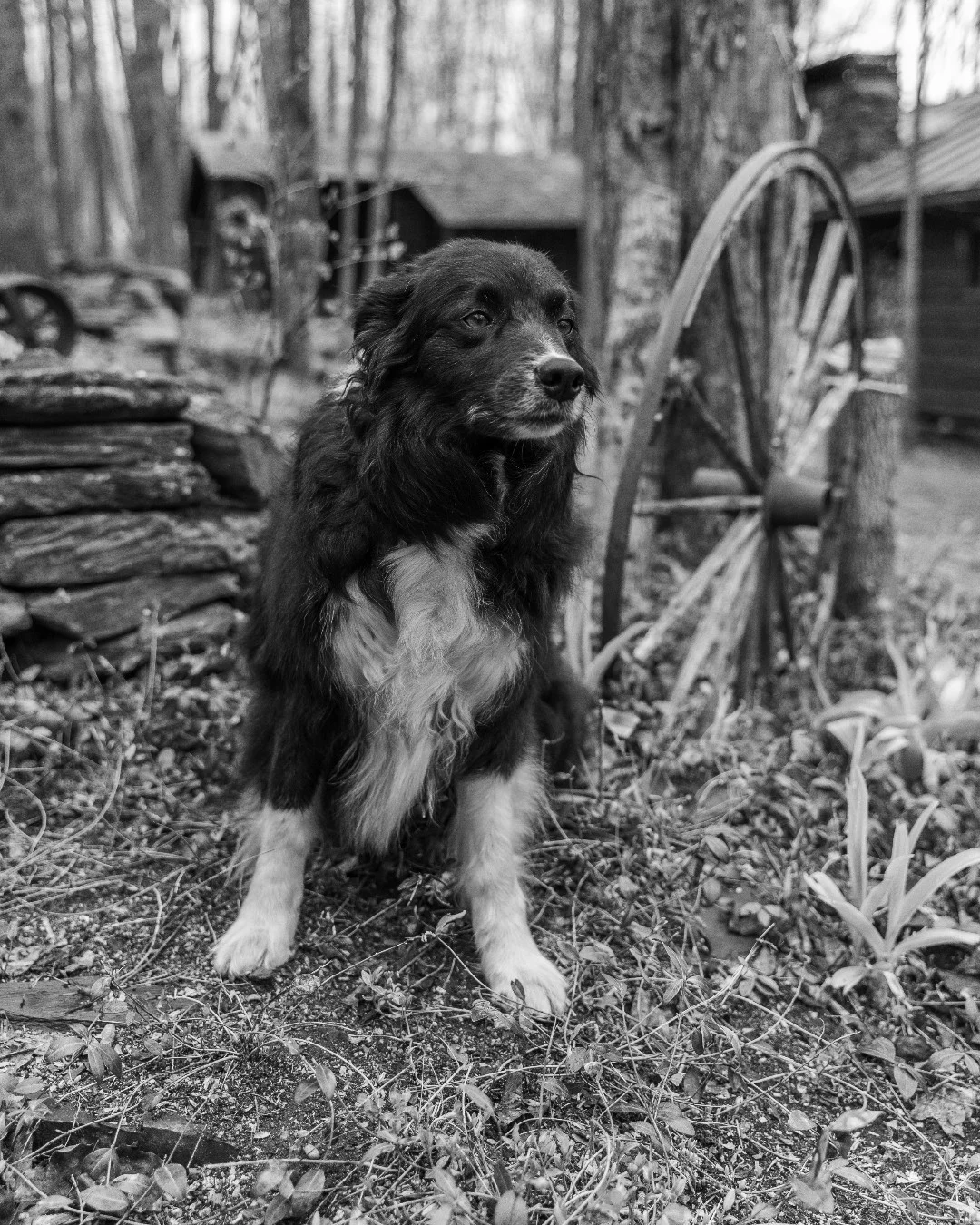 A black-and-white dog stands beside a stone wall and an old wagon wheel.