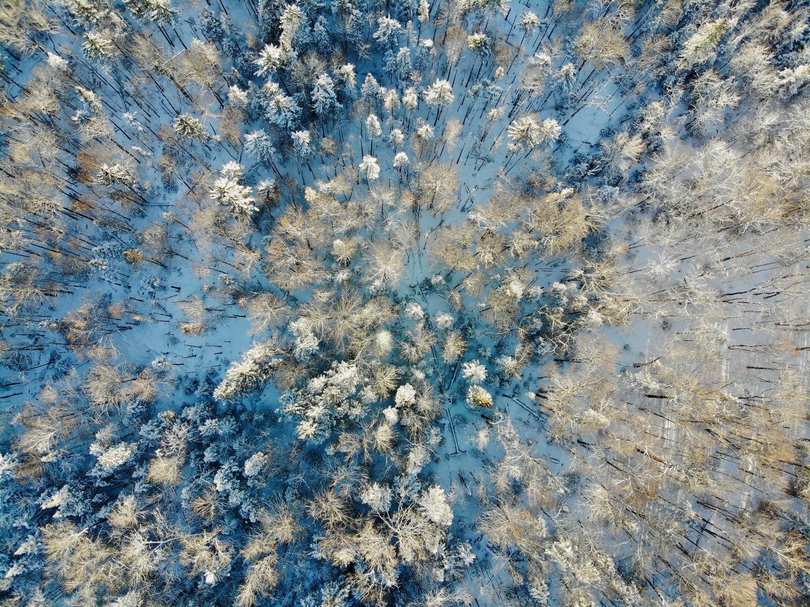 Top-down aerial view of snow-dusted evergreen trees casting long blue shadows