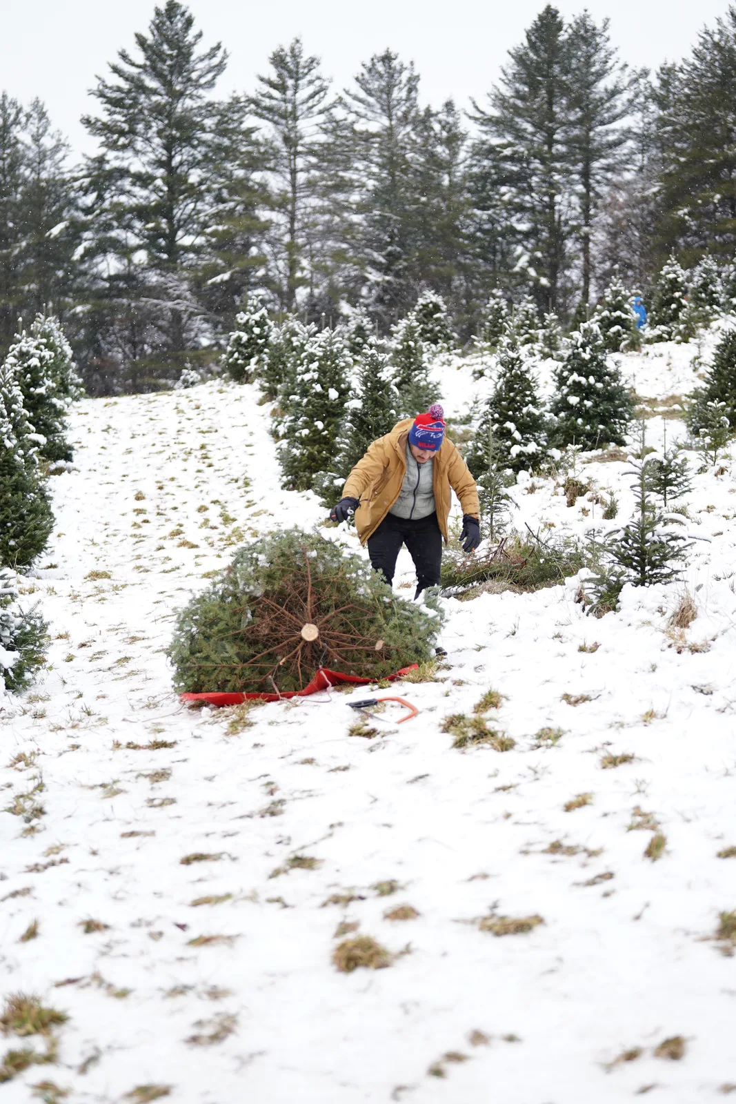 Person in tan jacket and blue beanie bending to secure evergreen on red sled in snow.
