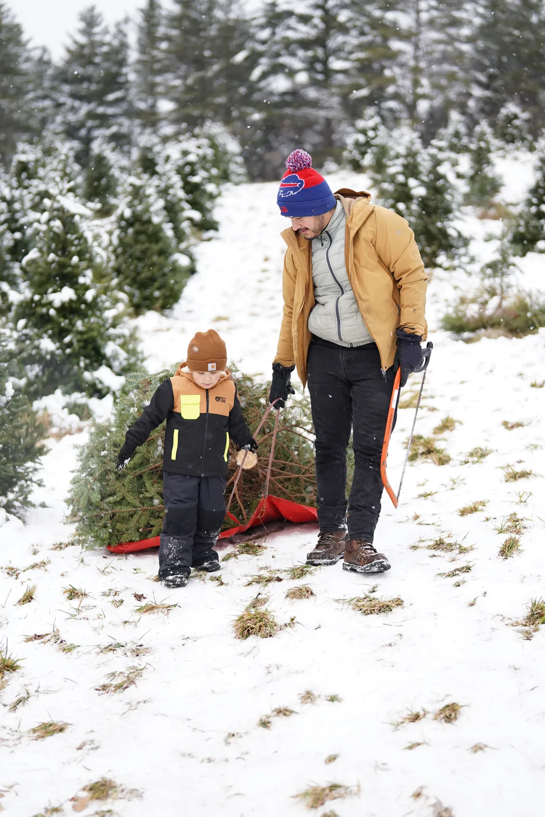 Two people in winter coats pulling evergreen on red sled through snowy tree farm.