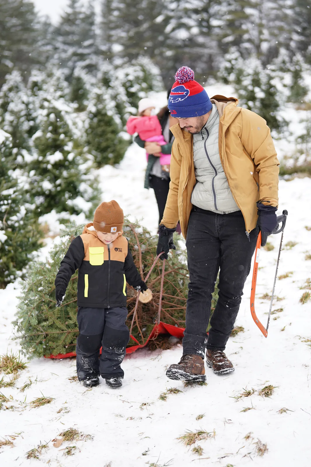 Two people in winter coats pulling evergreen on red sled in snowy tree farm.