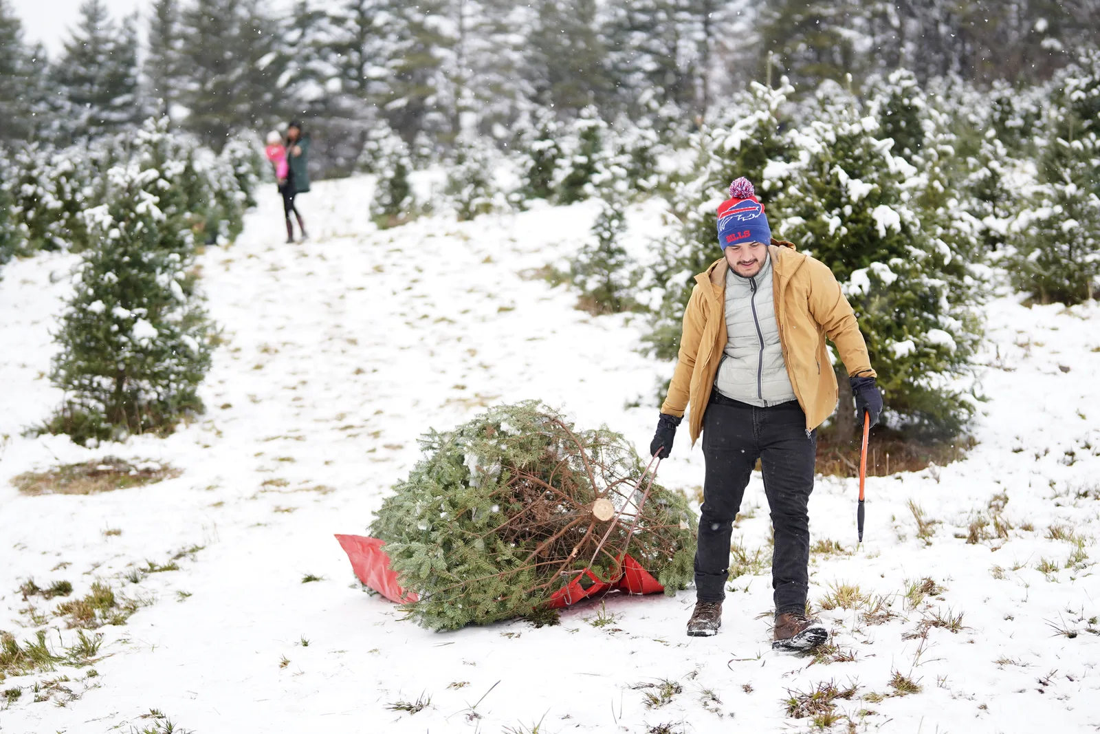 Person in tan jacket and blue beanie pulling evergreen on red sled in snow.