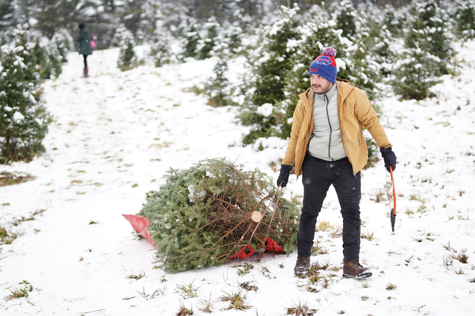 Person in tan jacket and blue beanie pulling evergreen on red sled in snow.