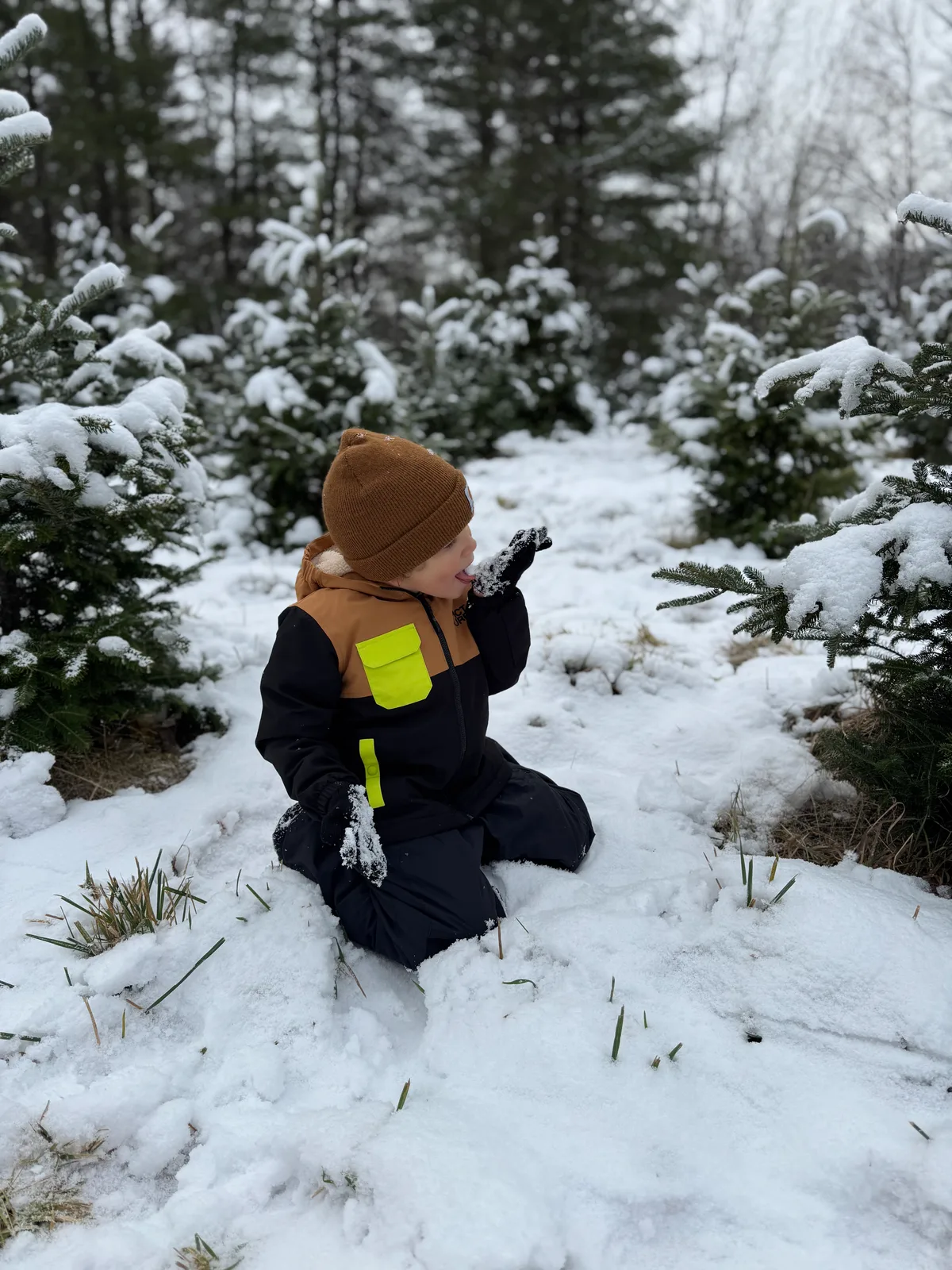 Child in brown beanie and black snowsuit with yellow accents eating snow near evergreens