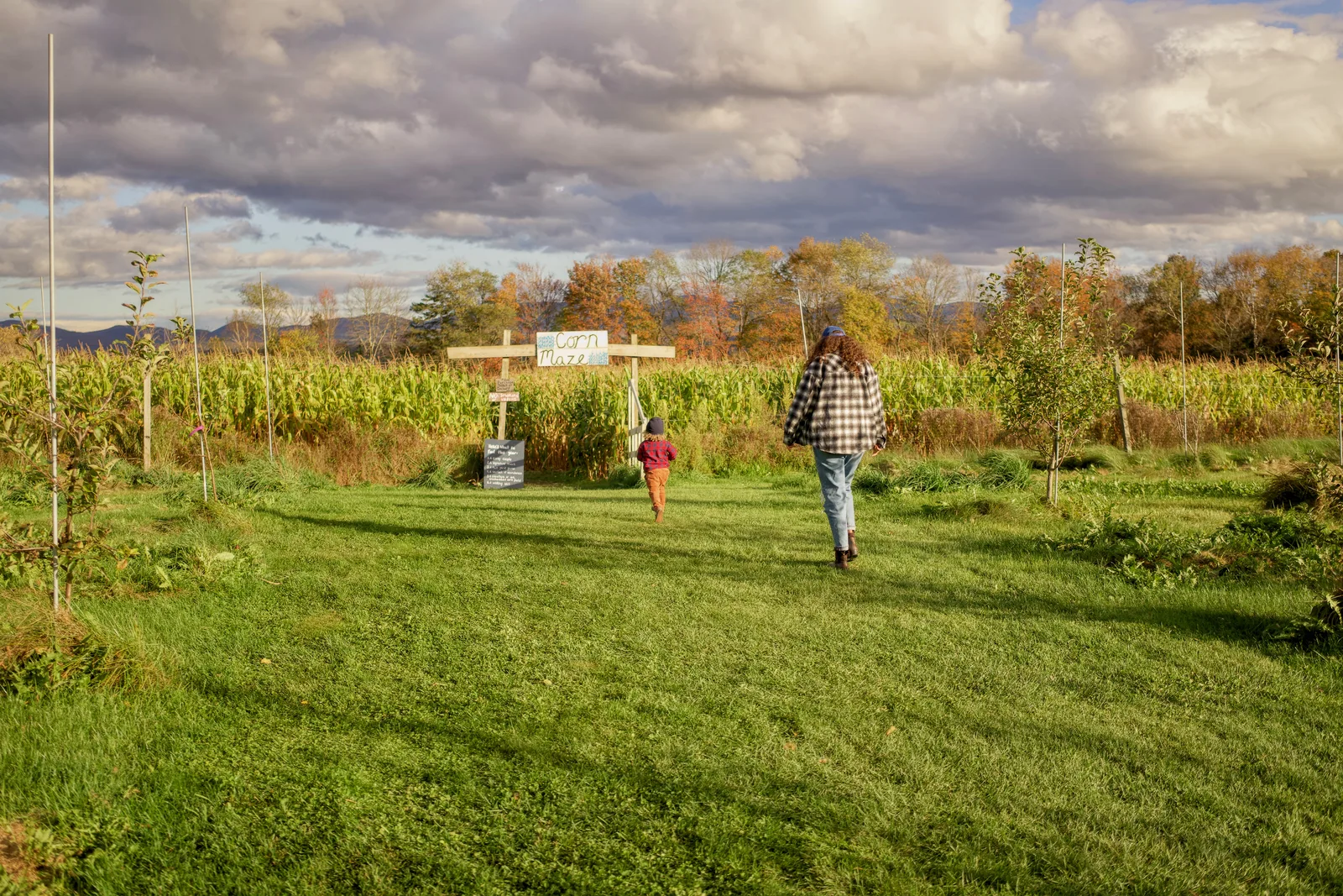 Two people walking on grass path toward corn maze with autumn trees