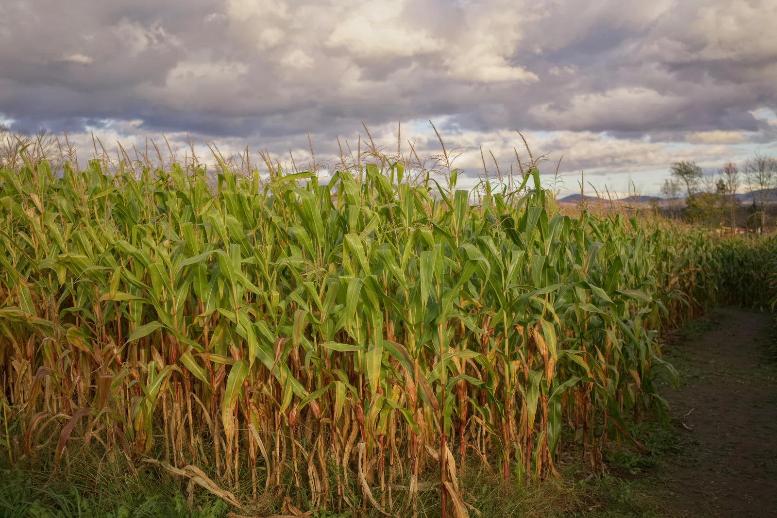 Tall cornfield under cloudy sky with distant trees and mountains