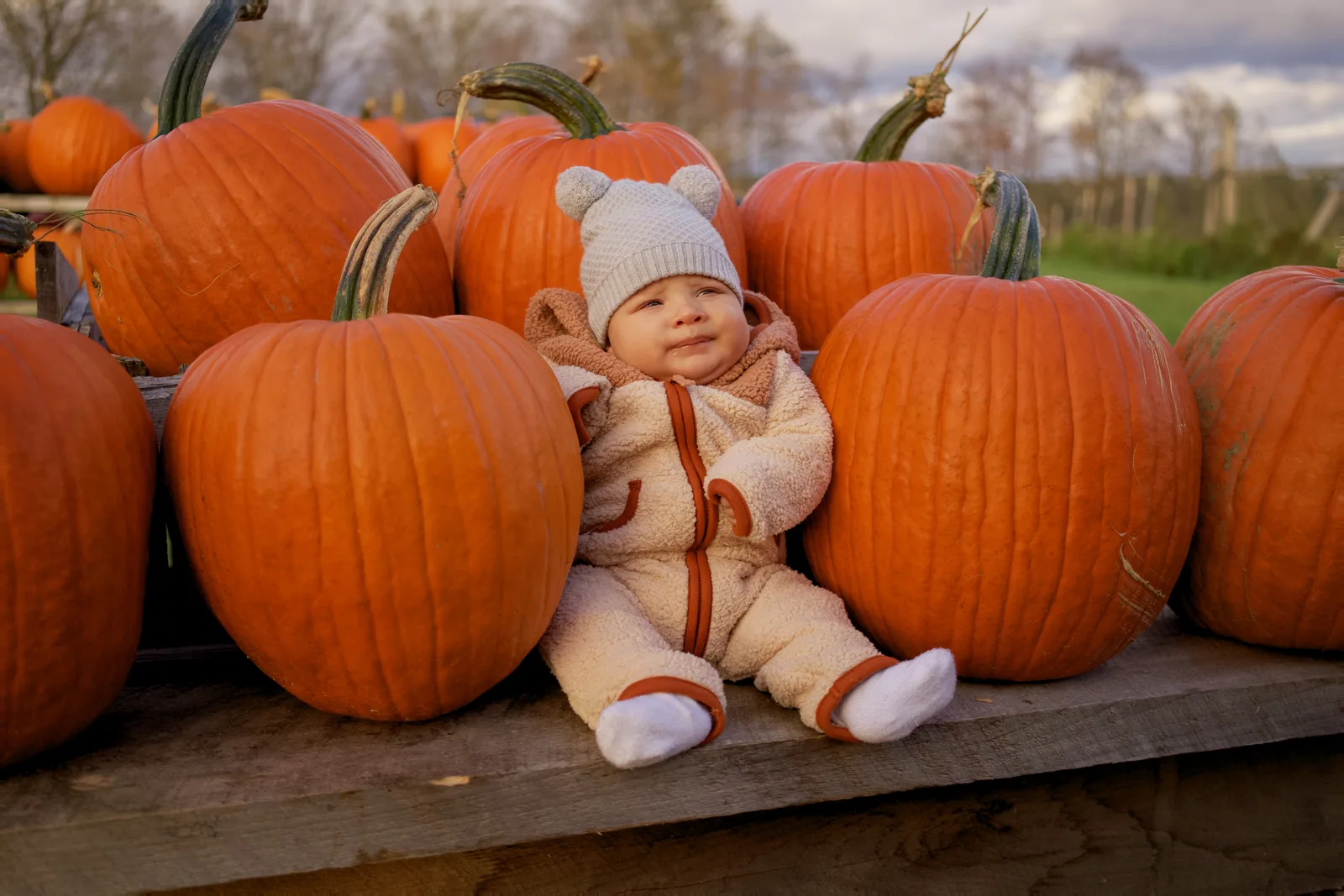 Baby in cream bear suit and gray beanie sitting between large orange pumpkins on wooden display