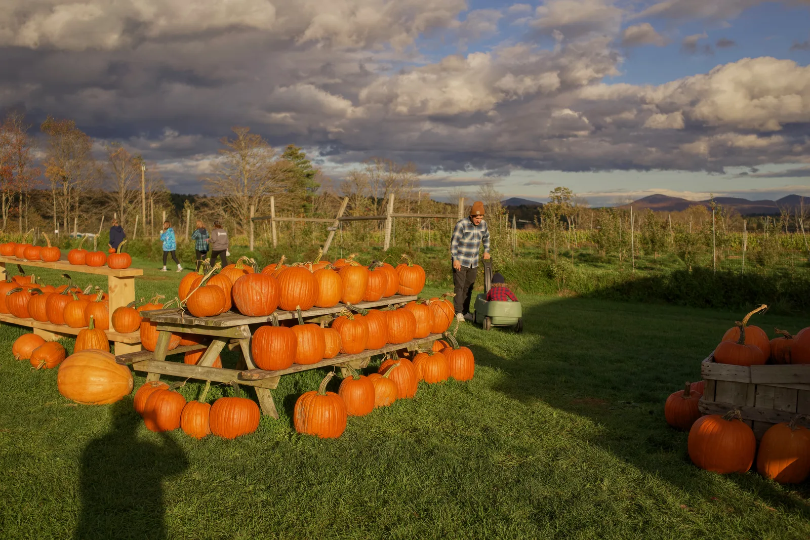 Pumpkins on wooden tables in grassy field with people and cloudy sky