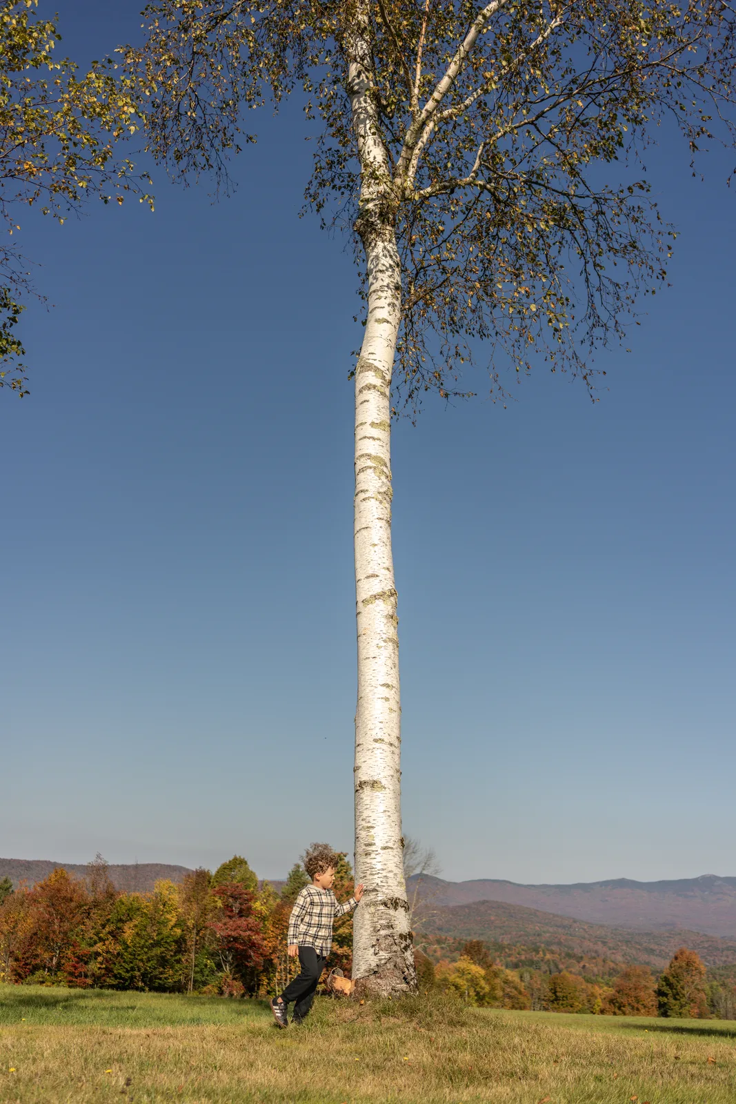 Child in plaid shirt standing beside a tall birch tree in a grassy field